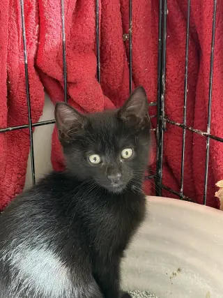 Darknyan