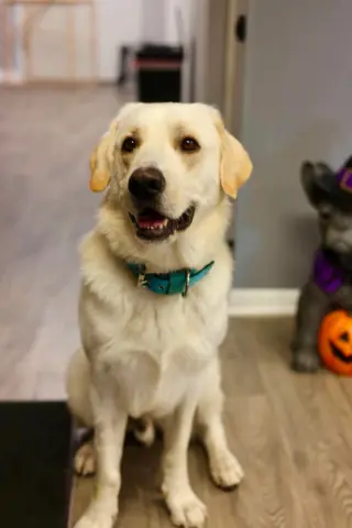 Yeller