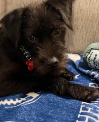 Wybie