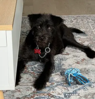 Wybie