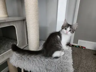 Precious