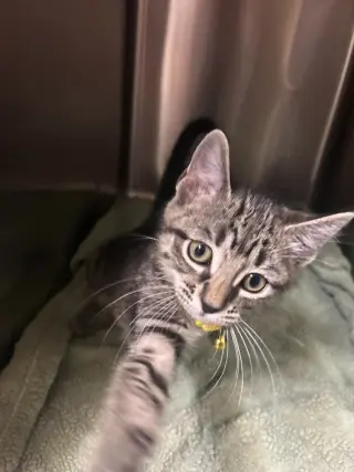 Condiment Kitties : Honey
