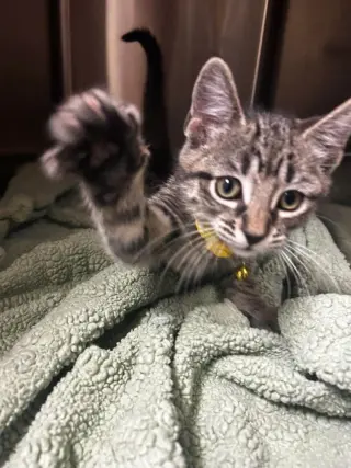 Condiment Kitties : Honey