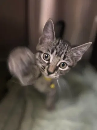 Condiment Kitties : Honey