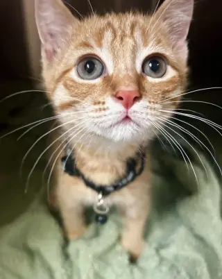 Condiment Kitties : Mustard