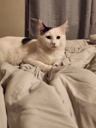 Anya & Dimitri (bonded pair)
