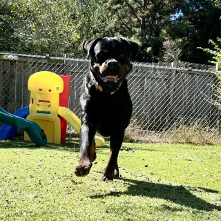 Bane