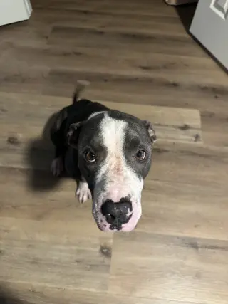 Willow Rue