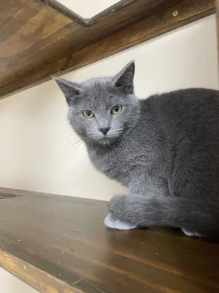 Merlin