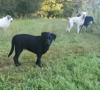 Boomer
