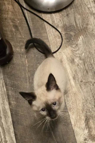 Karson(MUST BE ADOPTED WITH KELLEE)