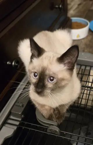 Karson(MUST BE ADOPTED WITH KELLEE)
