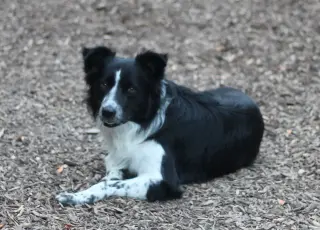 Murphy