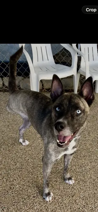 Josie