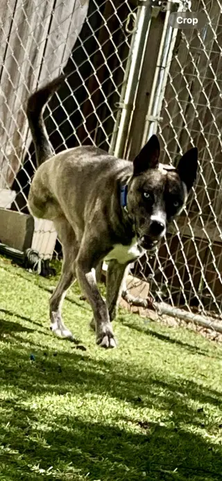 Josie