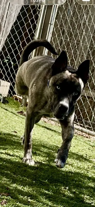 Josie