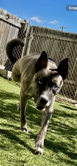 Josie