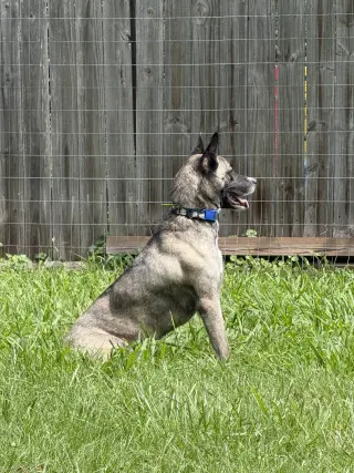 Josie