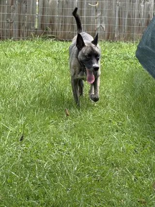 Josie