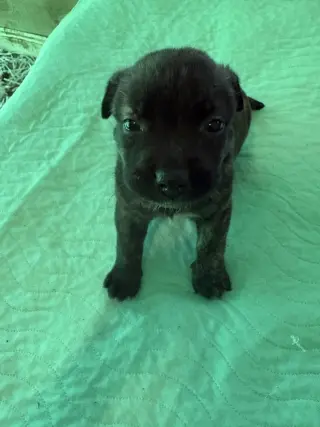 Susi