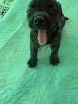 Susi