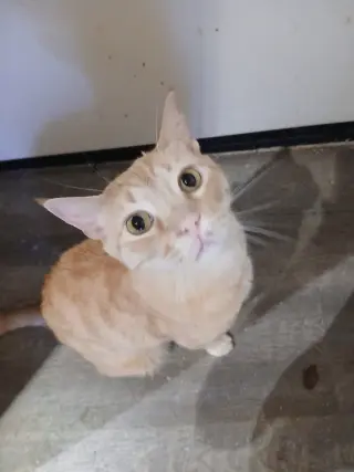 Cheetoh