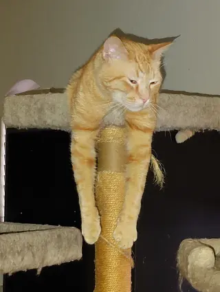 Cheetoh