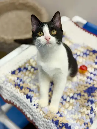 Angel