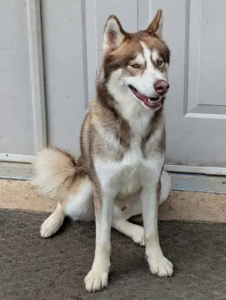 Timber