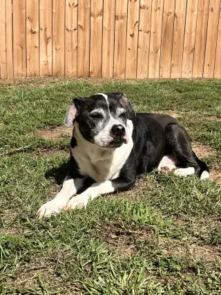 Harlan