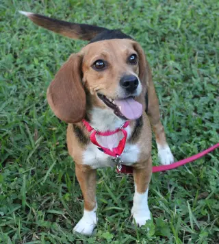Sundae aka Sunni