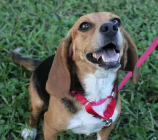 Sundae aka Sunni
