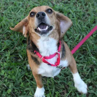 Sundae aka Sunni