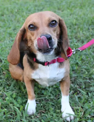 Sundae aka Sunni