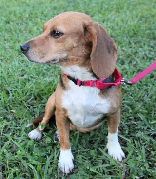 Sundae aka Sunni