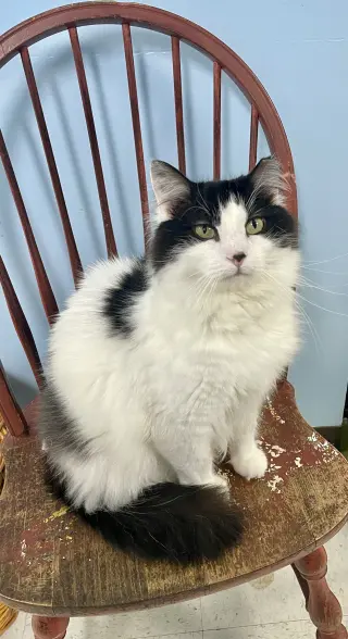 Patches