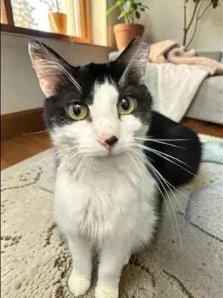 Patches