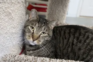 Rocky