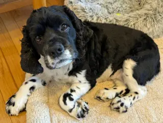 Molly