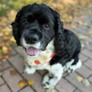 Molly