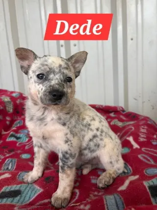 Dede