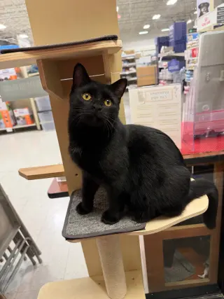 Benson