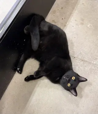 Benson