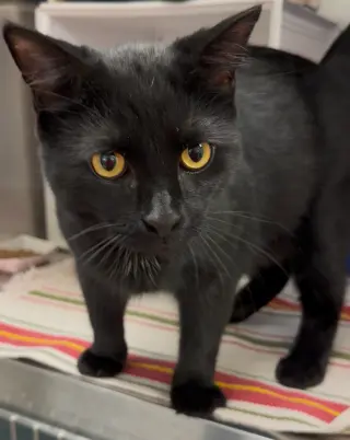 Benson