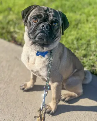Moe