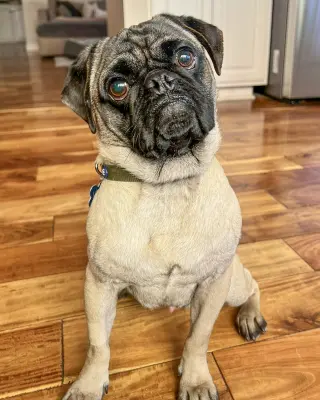 Moe