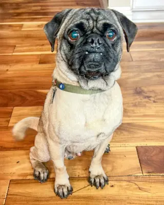 Moe