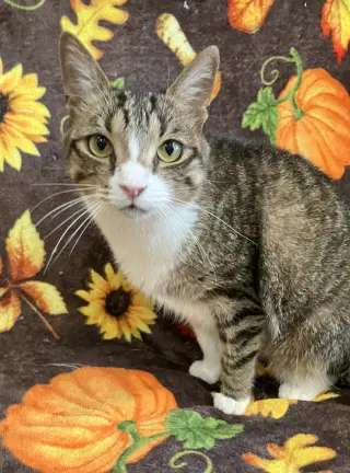 Elsie