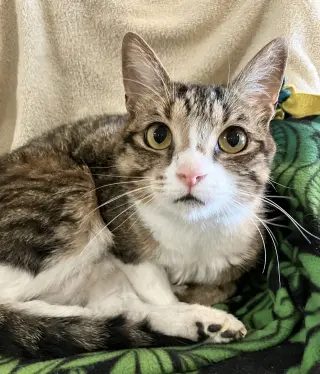 Elsie