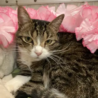 Elsie
